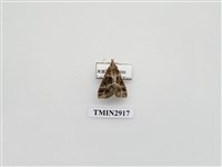 藏品(夜蛾23)的圖片